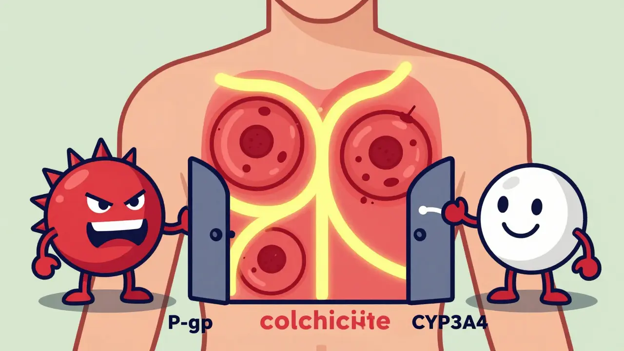Colchicine and Macrolides: How Drug Interactions Can Turn Life-Saving Medications Dangerous